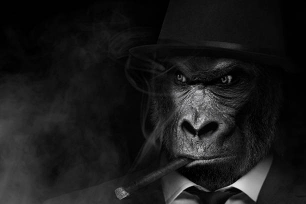 man in the form of a gorilla mammal , the gorilla person smoke cigars , animal face isolated black white - gorilla zoo animal silverback gorilla imagens e fotografias de stock