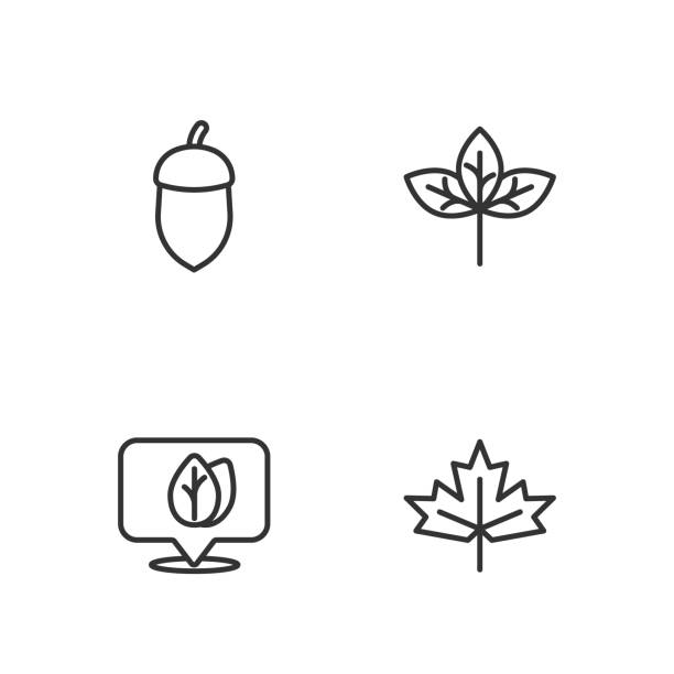 ilustrações, clipart, desenhos animados e ícones de definir a linha folha de bordo canadense, localização com, acorn e ícone folha. vetor - pin oak