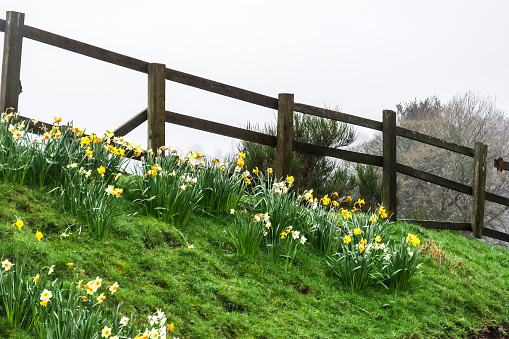 Daffodils, also known as Narcissus, is commonly associated with spring. Although commonly cultivated for its spectacular cut flowers, these flowers are poisonous