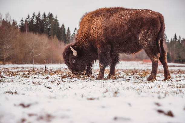 istock A bison grazes on a snowy winter field 1368752944