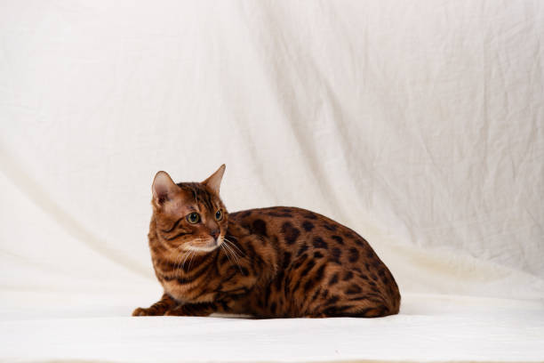 istock Bengal cat lies on fabric background 1368754308