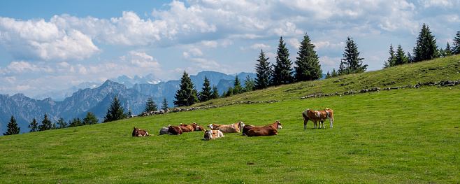 Panorama Dairy cows in spring on an alpine pasture