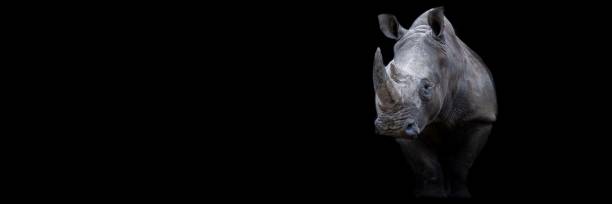 Rhino with a black background