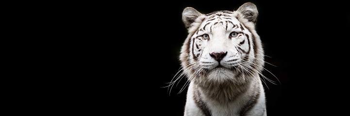 White Tiger with a black background