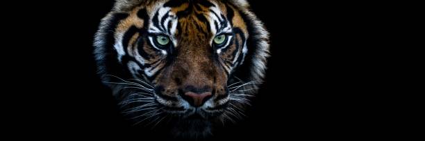istock Tiger with a black background 1368755353