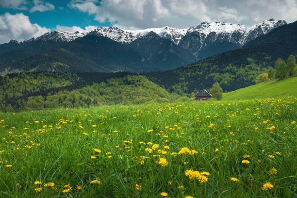 prairie fleurie avec pissenlits jaunes et montagnes enneigées en arrière-plan - dandelion snow photos et images de collection