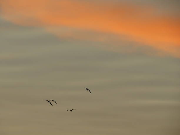 istock Silhouettes of birds at sunset III 1368756550