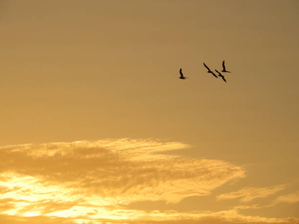 Siluetas de aves al atardecer