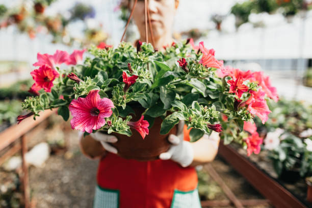 istock Woman working in greenhouse 1368756605