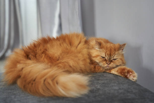 Ginger or orange tabby cat rolling around on the cool white pavement during a hot summer