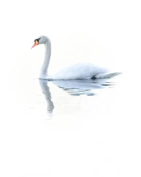 Swan is Swimmingpool in Calw water as high key image