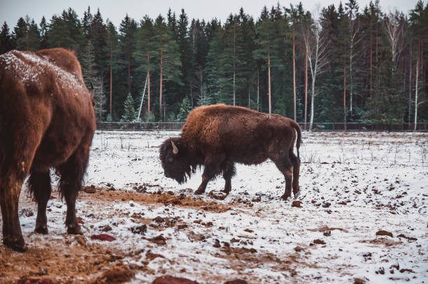 istock two bisons on the field with the forest on the background 1368759804