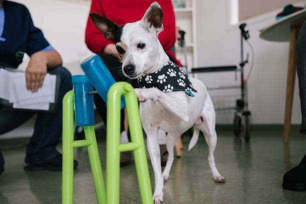 istock Therapy dog working in an old people’s home 1368759852