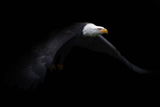 Flying bald eagle stock photo