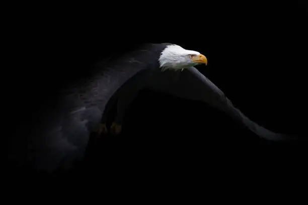 Photo of Flying bald eagle