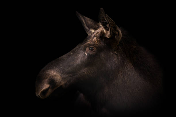 with black background