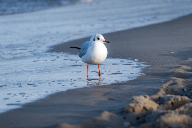 Sea gull on beach stock photo