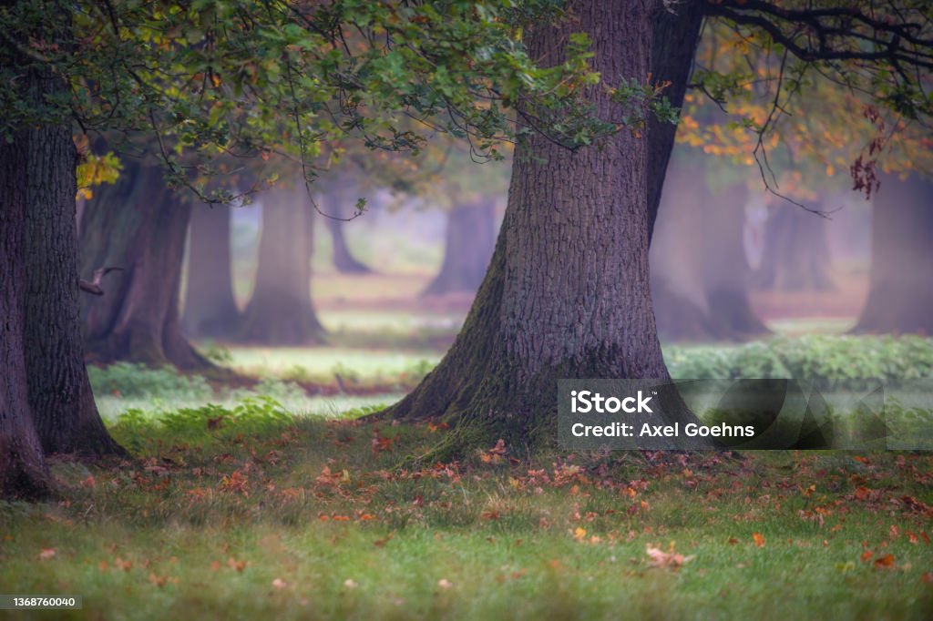 Old oak tree trunks in park in autumn In Animalgarden/Tiergarten Hannover, Germany Forest Stock Photo