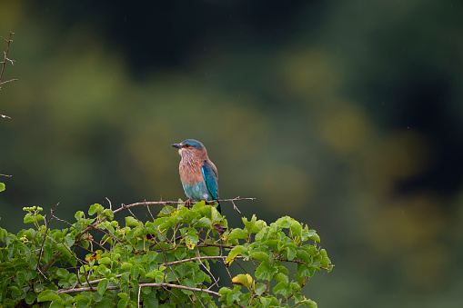 Indian Roller bird shot in rural India. Colorful bird adds contrast to the image