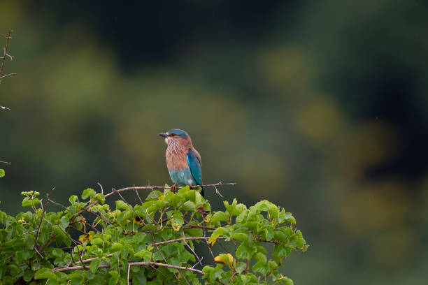 Indian Roller Indian Roller bird shot in rural India. Colorful bird adds contrast to the image coracias benghalensis stock pictures, royalty-free photos & images