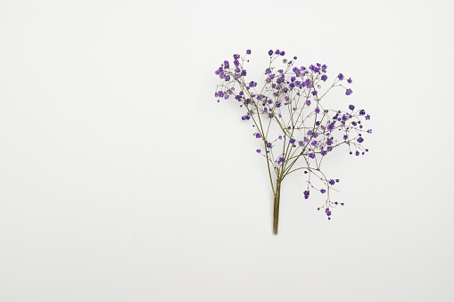 Dry purple gypsophila flowers on a white canvas. Top view, place to copy.
