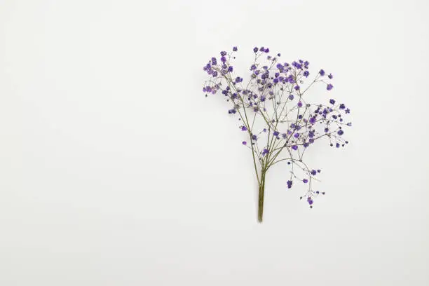 Dry purple gypsophila flowers on a white canvas. Top view, place to copy.