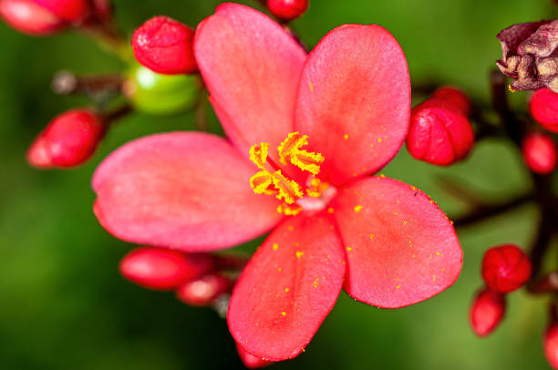 istock Beautiful pink flowers and buds on a plant 1368763193