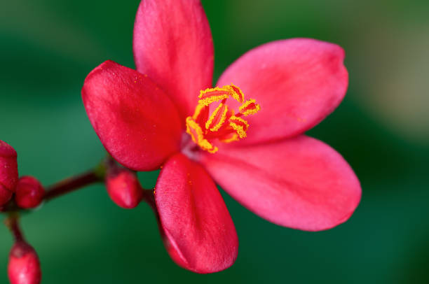 istock Beautiful pink flowers and buds on a plant 1368763309