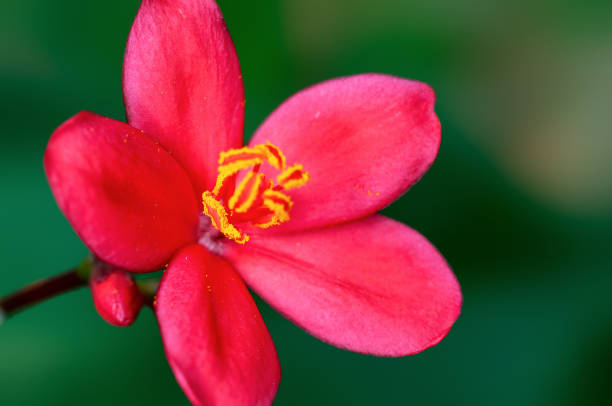 istock Beautiful pink flowers and buds on a plant 1368763341