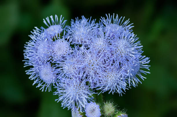 istock Violet wild flower bouquet 1368763488