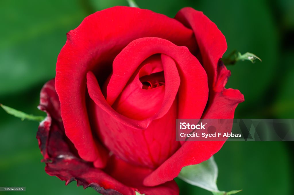 Nice Red Roses Image Closeup Of Red Rose Showing Nice Texture Stock Photo - Download Image ...