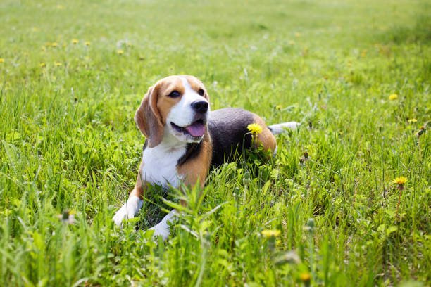 il simpatico beagle per cani è sdraiato sull'erba verde in un prato estivo in una calda giornata di sole - cane morde coda foto e immagini stock