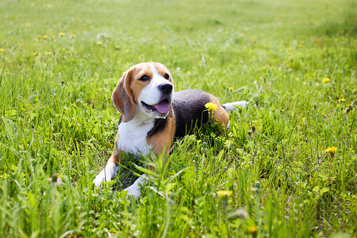 Cute dog beagle is lying on the green grass in a summer meadow on a hot sunny day.