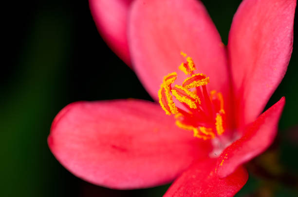 Beautiful pink flower on a plant