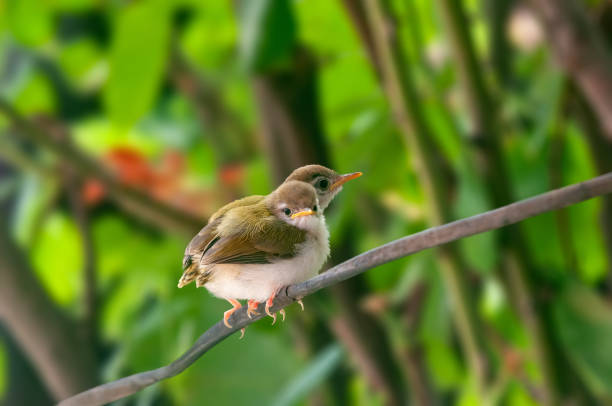 istock Pair of common tailorbird's chicks on a tree branch 1368763941