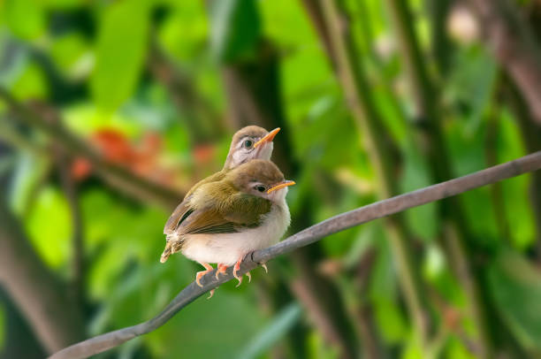 istock Pair of common tailorbird's chicks on a tree branch 1368763945