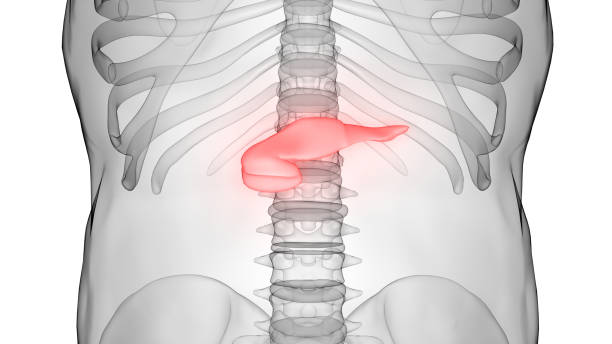 istock Human Internal Organ Pancreas Anatomy 1368764930