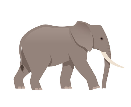 African elephant side view. Vector illustration isolated on white background