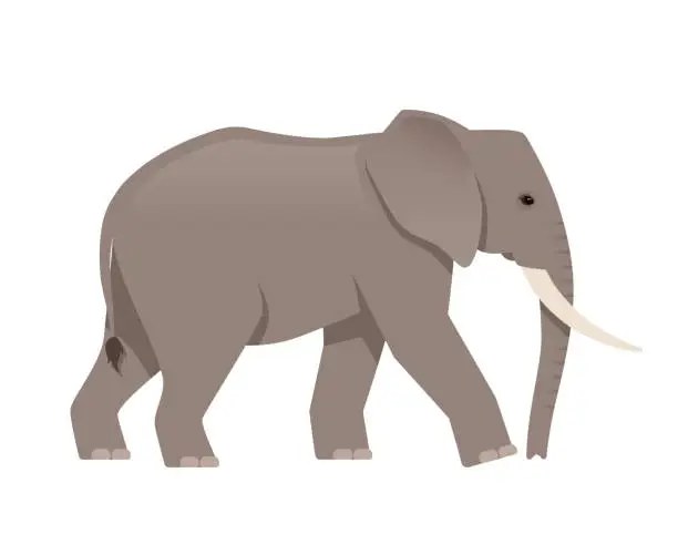 Vector illustration of African elephant side view