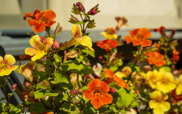 Close up of orange and yellow garden bedding plants in the afternoon sun stock photo