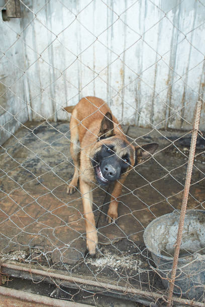 istock Angry belgian shepherd locked behind mesh. Big dog. 1368766250