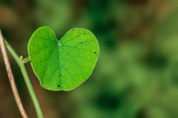istock Heart shaped green leaf on a plant 1368766263