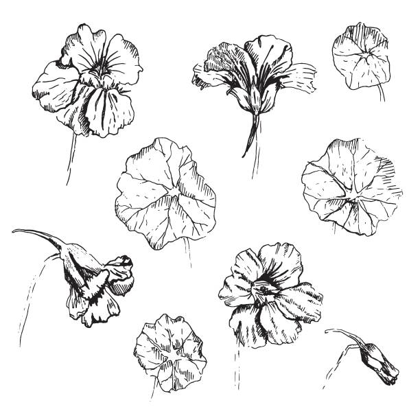 Nasturtium ink hand drawn illustration. Vector set. Nasturtium ink hand drawn illustration. Vector set. nasturtium stock illustrations