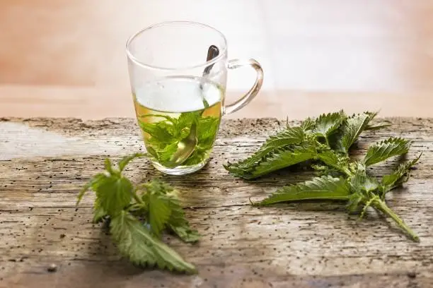 A healthy infusion of nettles against anemia, arthritis, cystitis and diarrhea beautiful light and boke