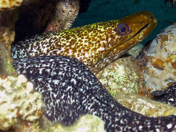 istock An Undulated Moray Eel (Gymnothorax undulatus) in the Red Sea, Egypt 1368768049