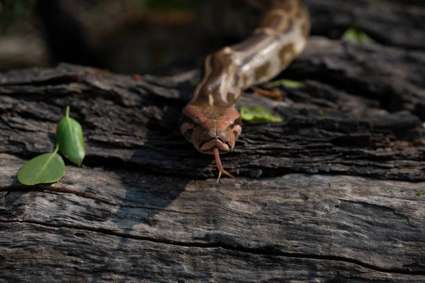 940+ Rock Python Photos Stock Photos, Pictures & Royalty-Free Images ...