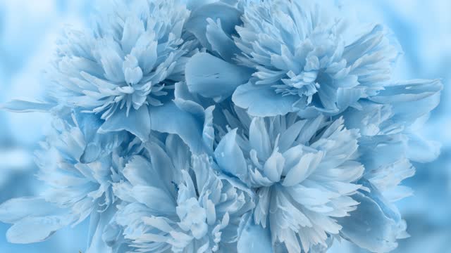 100+ Free Flower Wallpaper & Flower Videos, HD & 4K Clips - Pixabay