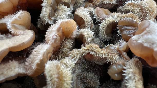 istock Close-up of fungus on tree stump 1368770616