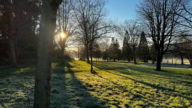 istock Winter morning park scene 1368770641