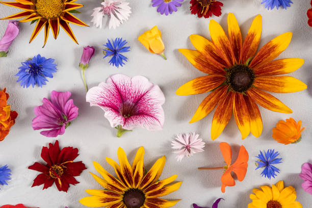 istock Colorful floral pattern. Multicolor natural flowers on grey background. Abstract bright wallpaper. Summer style. Top view Flat Lay 1368772135